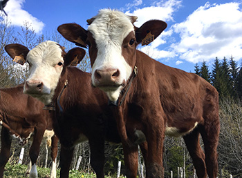 Soin Vache Aravis